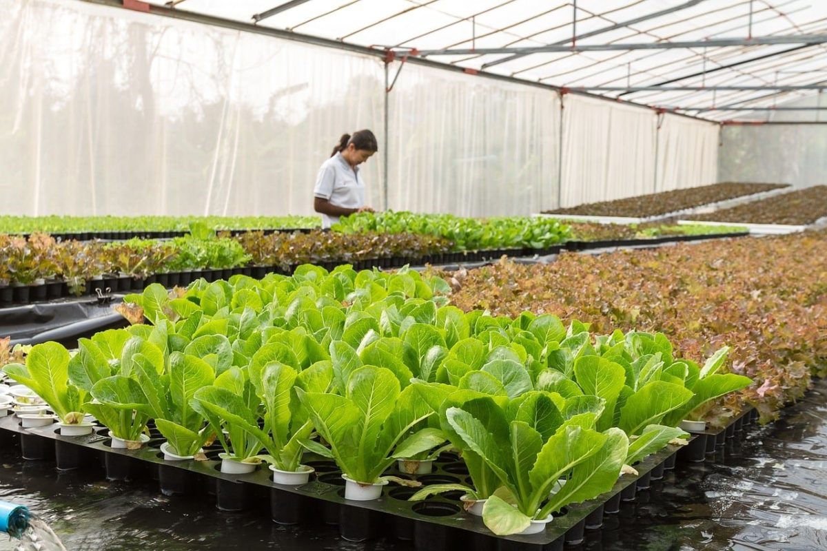 Bâche de protection tendue sur un abri agricole
